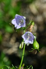 Ladybells ( Adenophora triphylla ) flowers. Campanulaceae perennial plants. Bell-shaped pale purple flowers bloom downward in autumn. Young shoots are edible.