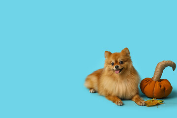 Cute Pomeranian dog with toy pumpkin and autumn leaves lying on blue background