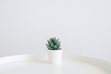 Succulent house plant in white pot on table. Modern composition of home garden interior. Minimal design.
