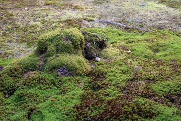 Historic Japanese soil