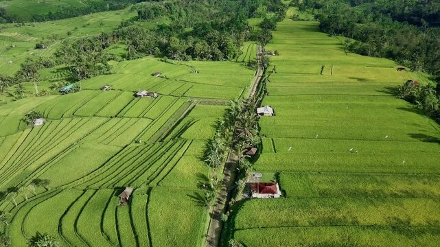 Drone View of Jatiluwih Rice Terrace in Tabanan Bali Indonesia