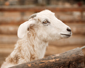 A close-up profile of a white goat with expressive eyes and soft, fluffy fur, captured in a rustic setting with wooden fencing in the background.