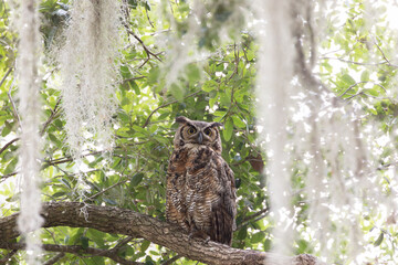 Great Horned Owl