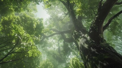 Looking up at the lush branches of big trees and tall trees, green nature background.