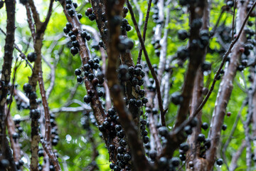 Pé de Jabuticaba