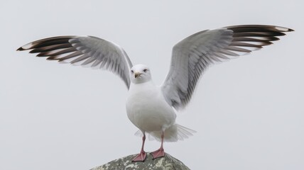 Obraz premium Seagull in Flight with Outstretched Wings Displaying White Feathers