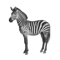 Obraz premium Striped Beauty: A Zebra in Black and White
