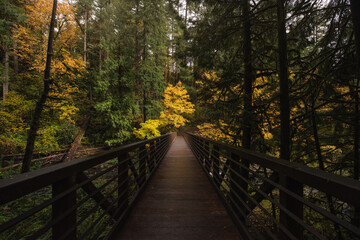 Hiking foot bridge through lush dark autumn forest in the Pacific Northwest