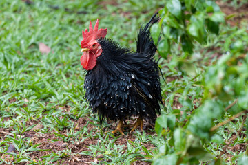 Galo Garnizé Nagasaki Preto