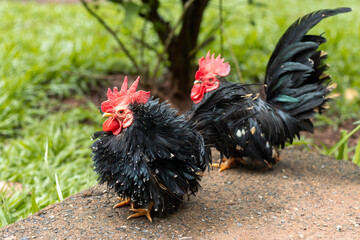 Galo Garnizé Nagasaki Preto © edufranco25