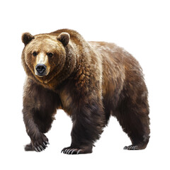 Obraz premium Grizzly Bear Illustration