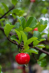 Acerola