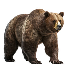 Fototapeta premium Grizzly Bear Portrait