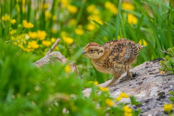 一人で元気に動き回るライチョウの雛