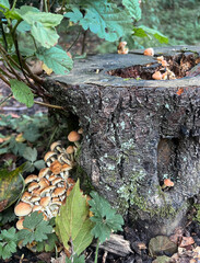 tree stump hosts clusters of small mushrooms surrounded by green leaves and plants in a forest
