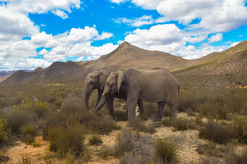 Fototapeta premium Two Elephants in the Desert