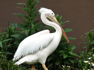 可愛いモモイロペリカン