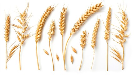 Wheat ears or heads set isolated on white background. Package design element with clipping path