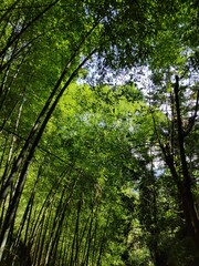 Obraz premium This image captures a peaceful bamboo forest with vivid green foliage stretching towards a clear, bright blue sky, conveying a sense of tranquility and natural beauty.