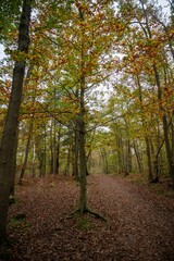 Obraz premium Foret simple