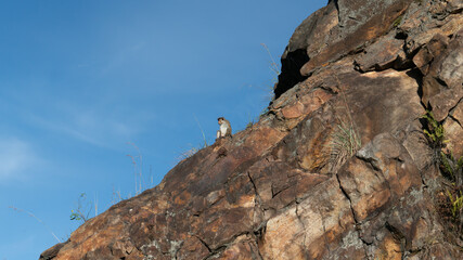  wild monkeys sitting on a stone