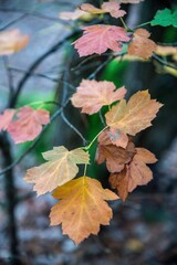 Feuilles tombantes