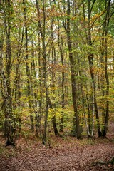 Jaune vert