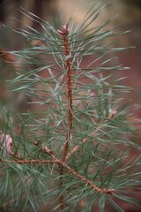 Fines branches