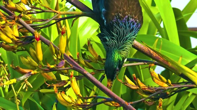 Tūī Tui New Zealand Brid