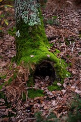 Au pied d'un arbre