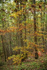 Foret dense