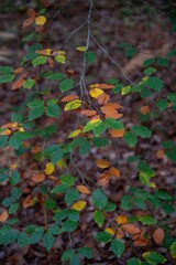 Vert Marron 
