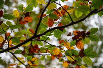 couleur automnale
