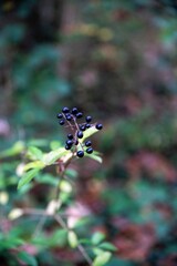 Grains forestier