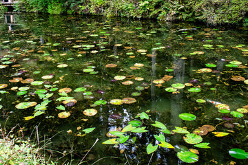 岐阜県・関市のモネの池を訪ねて