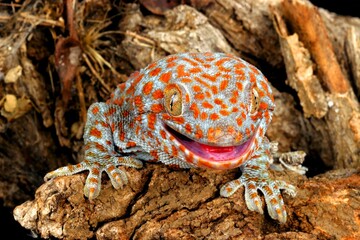 Tokay Gecko (Gecko gecko) in a natural setting.