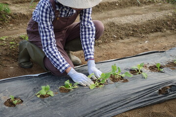 畑で苗を植える女性