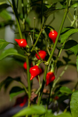 Sweet pepper drops grow in a organic vegetable garden