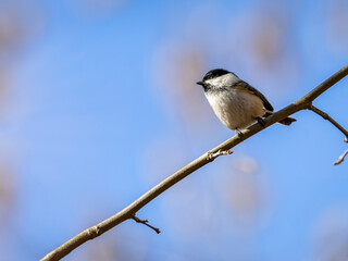 A closeup of a blacked capped chickadee perched on a branch on blurred background