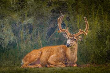 Mule Deer Odocoileus hermionus resting on the field