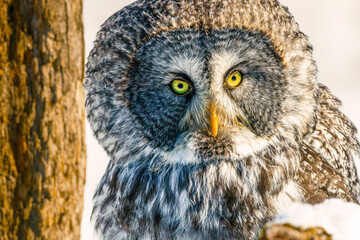 closeup of Great gray owl (Strix nebulosa) in wild