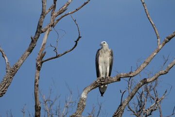 Sri Lankan Birds in Wilpattu National Park, Sri Lanka