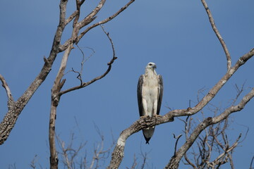 Sri Lankan Birds in Wilpattu National Park, Sri Lanka