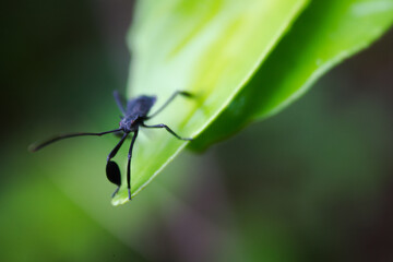 a black insect on a leaf