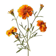 A few orange marigold flowers on the stem, against a white background, cutout PNG