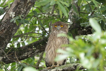 Sri Lankan Birds in Wilpattu National Park, Sri Lanka