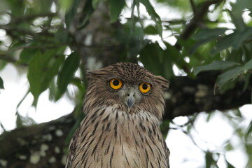 Sri Lankan Birds in Wilpattu National Park, Sri Lanka