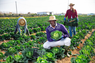 Afro american man farmer in straw hat picking fresh organic cabbage in crate on farm
