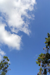 Blue sky with fluffy white clouds framed by green leafy trees