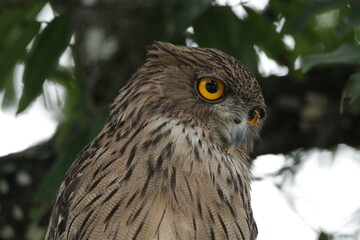 Sri Lankan Birds in Wilpattu National Park, Sri Lanka